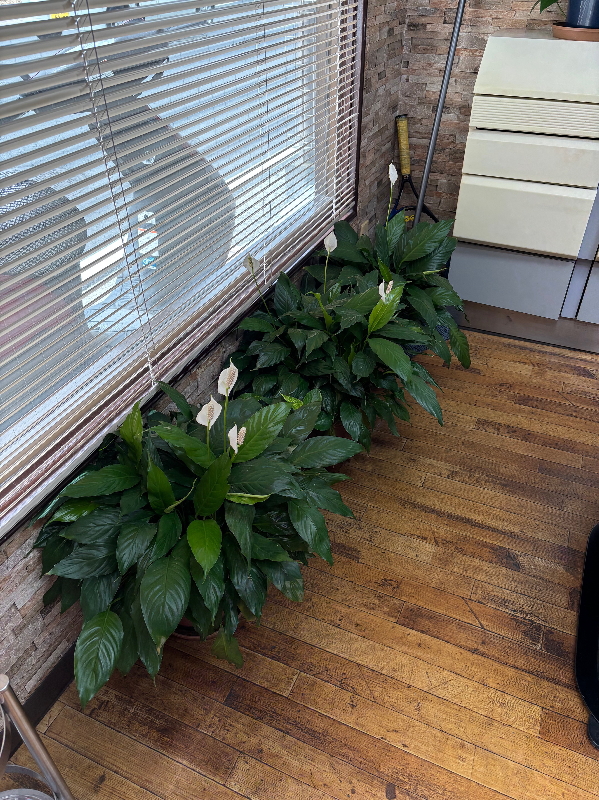 店スパティフィラム画像