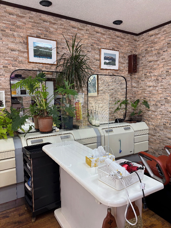 店フィロデンドロン・セローム・/ドラセナ・マルギナータ/ポトス画像